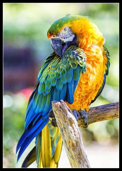 Parrot and Macaw 11 - Counted Cross Stitch Patterns Embroidery Crafts Needlework DIY Chart DMC Color