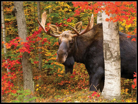 Moose Collection 5  - Counted Cross Stitch Patterns Embroidery Crafts Needlework DIY Chart DMC Color