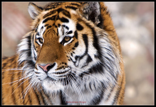 Siberian Tiger - Counted Cross Stitch Patterns Embroidery Crafts Needlework DIY Chart DMC Color