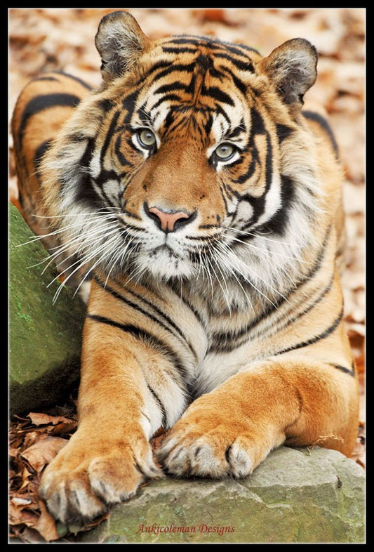 Tiger Collection 15 - Counted Cross Stitch Patterns Embroidery Crafts Needlework DIY Chart DMC Color