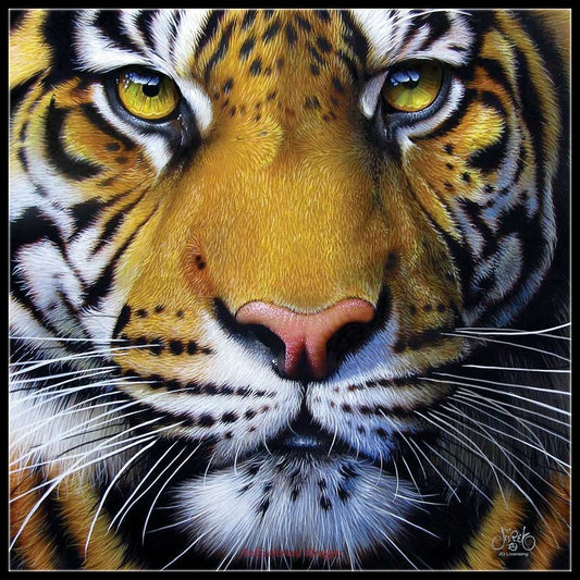 Tiger Collection 2 - Counted Cross Stitch Patterns Embroidery Crafts Needlework DIY Chart DMC Color