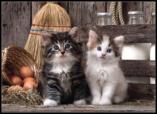 Lovely Kittens - Counted Cross Stitch Patterns Embroidery Crafts Needlework DIY Chart DMC Color