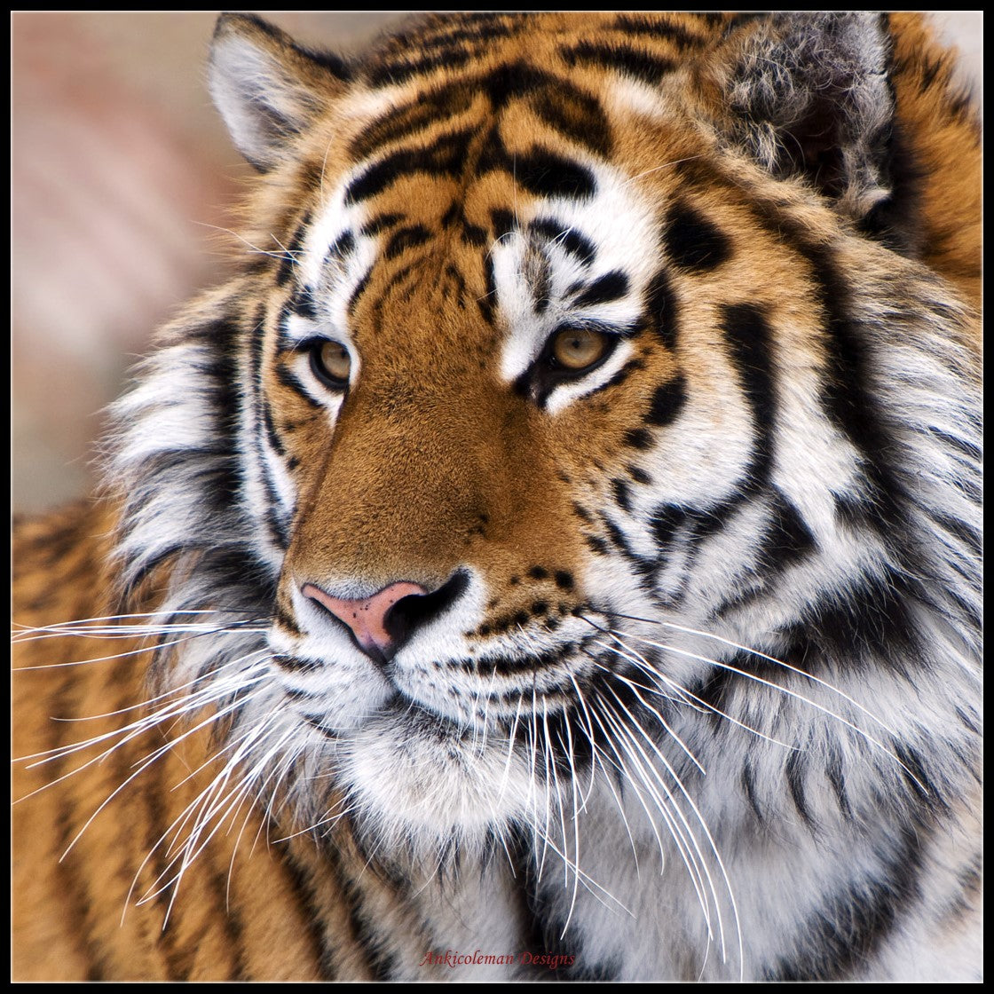 Tiger Collection 4 - Counted Cross Stitch Patterns Embroidery Crafts Needlework DIY Chart DMC Color