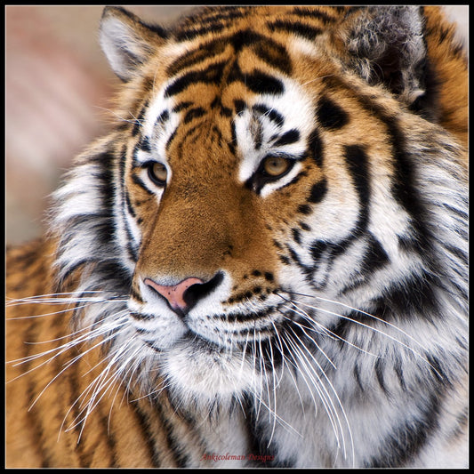 Tiger Collection 4 - Counted Cross Stitch Patterns Embroidery Crafts Needlework DIY Chart DMC Color