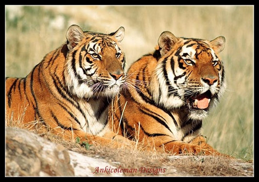 Two Tigers - Counted Cross Stitch Patterns Embroidery Crafts Needlework DIY Chart DMC Color