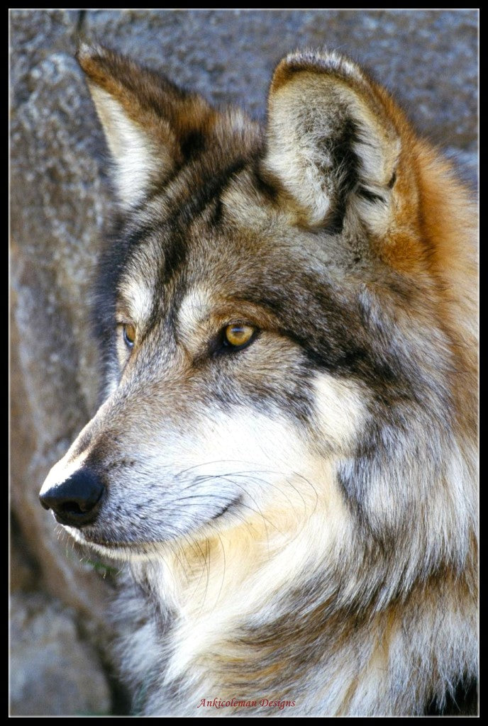 Wolves Collection 12 - Counted Cross Stitch Patterns Embroidery Crafts Needlework DIY Chart DMC Color