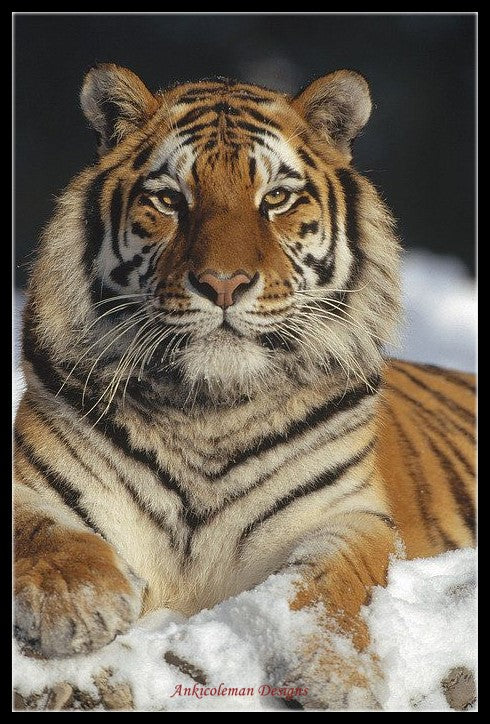 Tiger Collection 16 - Counted Cross Stitch Patterns Embroidery Crafts Needlework DIY Chart DMC Color