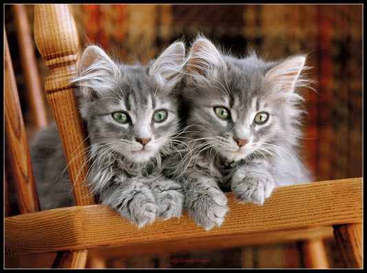 Kittens 2 - Counted Cross Stitch Patterns Embroidery Crafts Needlework DIY Chart DMC Color