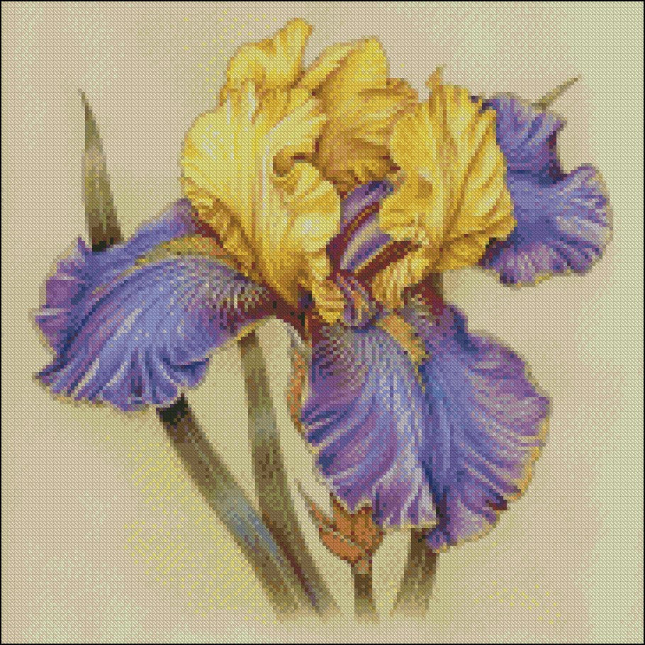 Iris of Gold 2 - Counted Cross Stitch Patterns Embroidery Crafts Needlework DIY Chart DMC Color