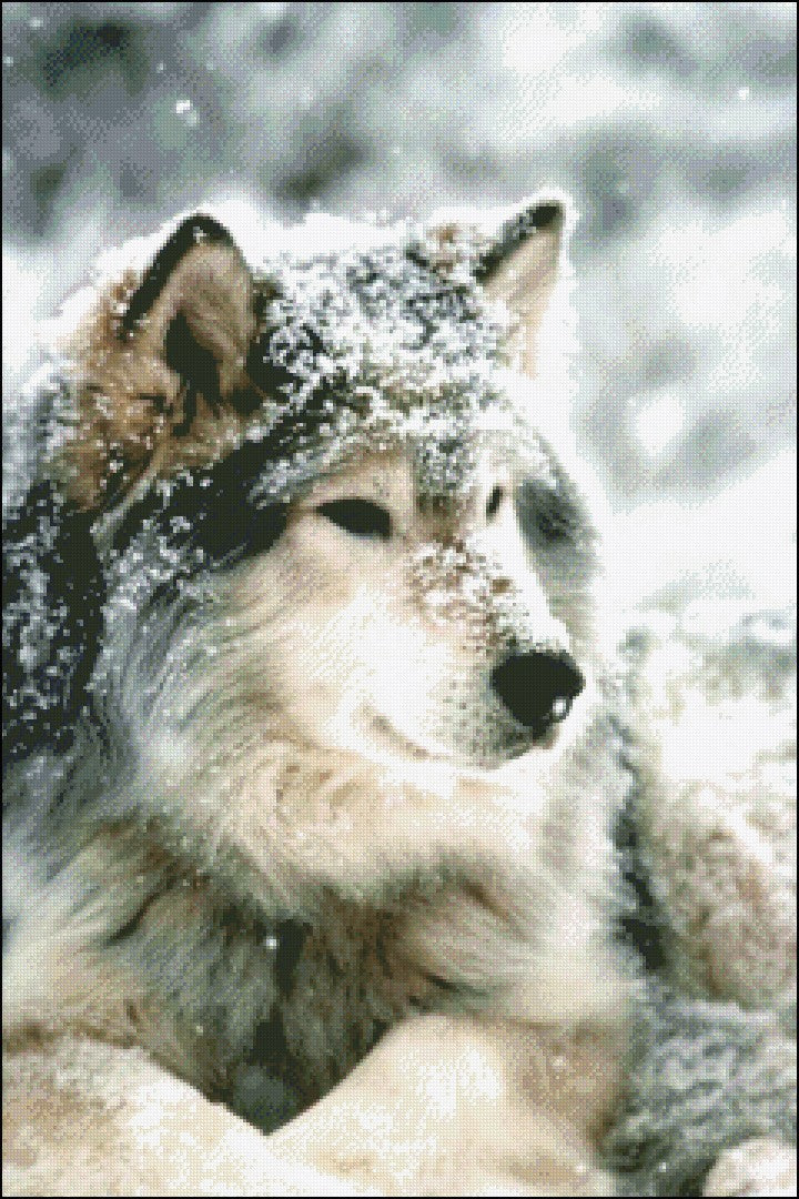 The Handsome Wolf - Counted Cross Stitch Patterns Embroidery Crafts Needlework DIY Chart DMC Color